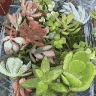MIX SUCULENTAS VIVAS ESQUEJES